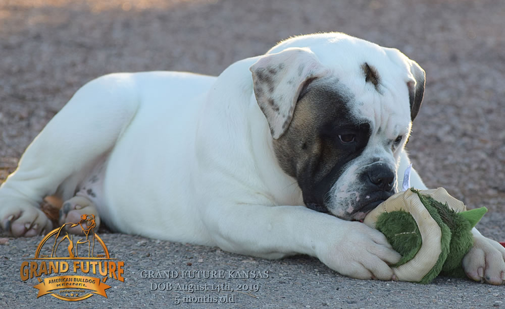 American Bulldog Stud - GRAND FUTURE KANSAS