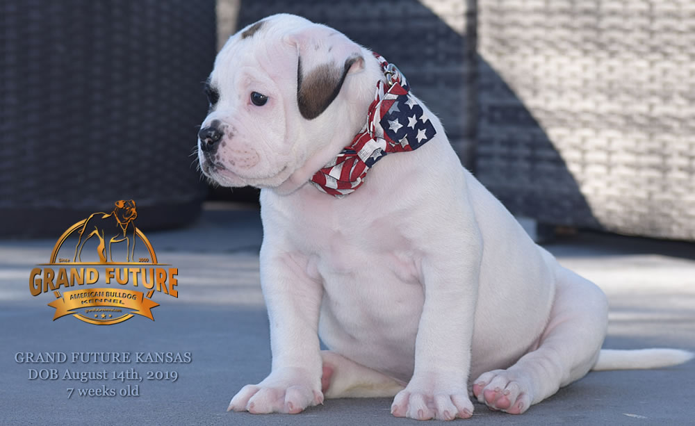 American Bulldog Stud - GRAND FUTURE KANSAS