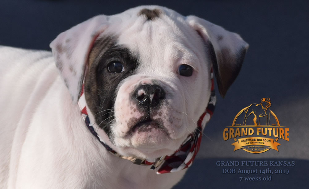 American Bulldog Stud - GRAND FUTURE KANSAS