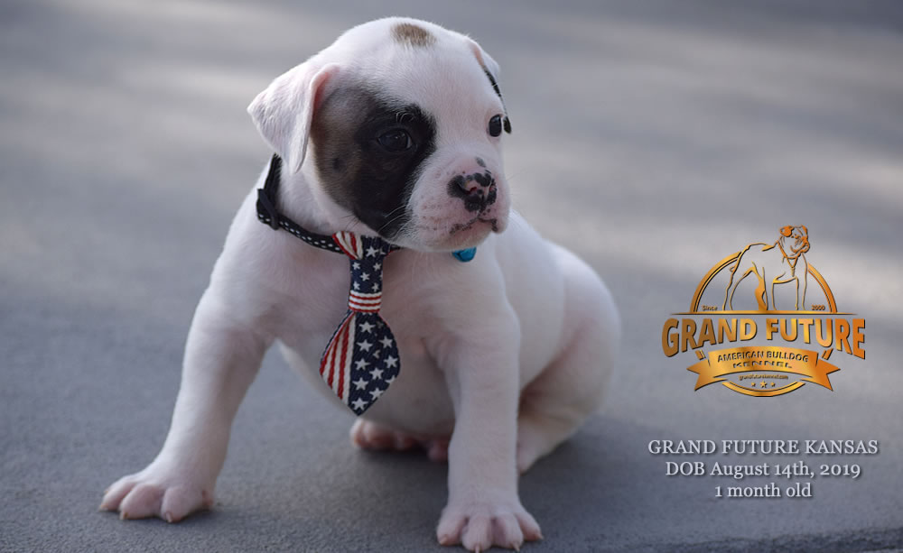 American Bulldog Stud - GRAND FUTURE KANSAS