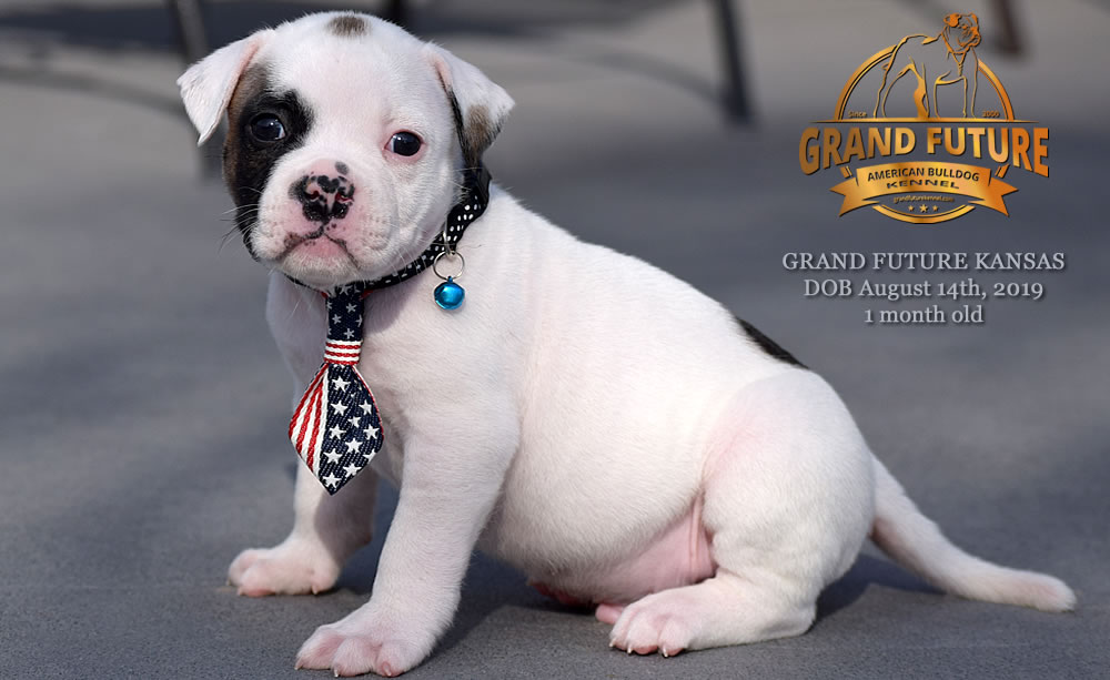 American Bulldog Stud - GRAND FUTURE KANSAS