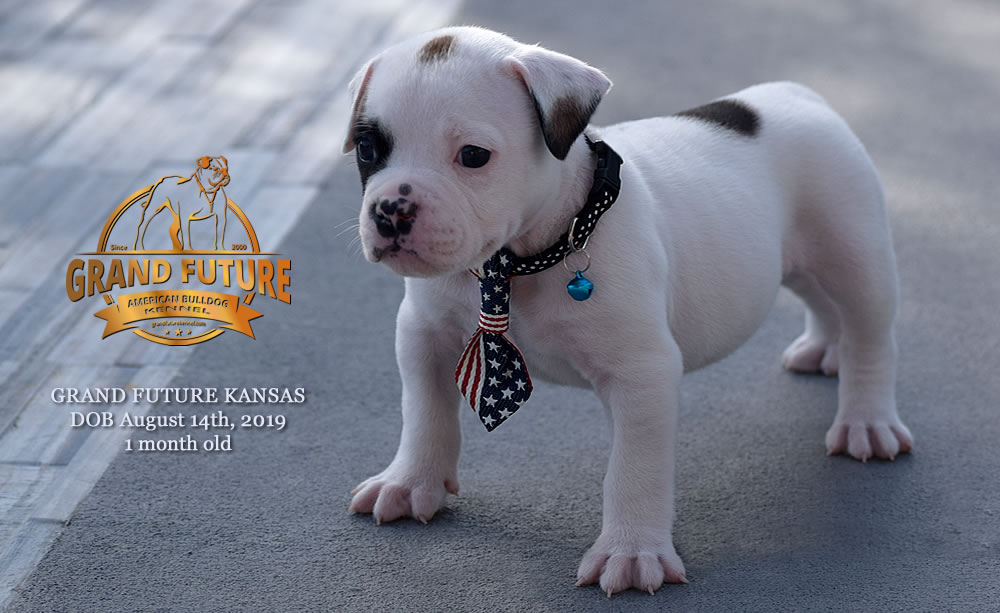 American Bulldog Stud - GRAND FUTURE KANSAS