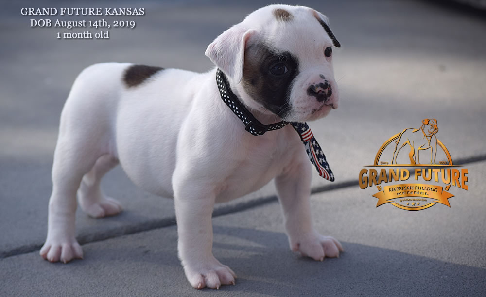 American Bulldog Stud - GRAND FUTURE KANSAS