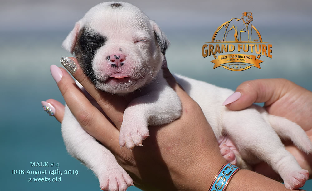 American Bulldog Stud - GRAND FUTURE KANSAS