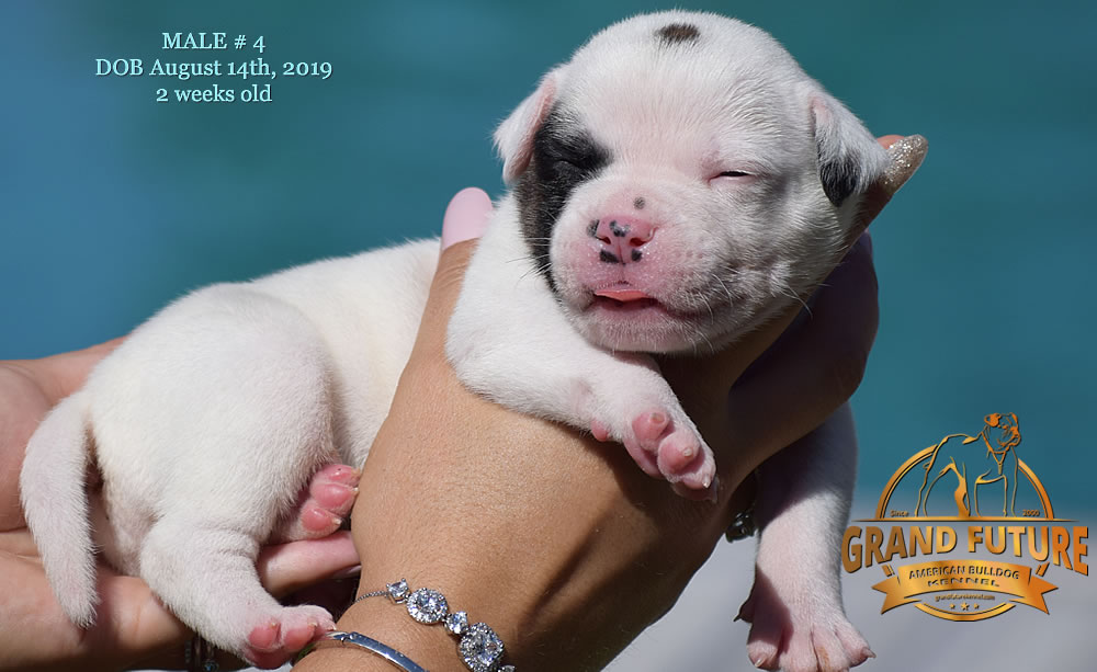 American Bulldog Stud - GRAND FUTURE KANSAS