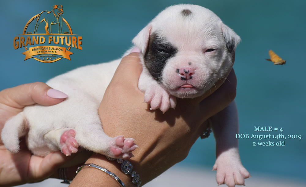 American Bulldog Stud - GRAND FUTURE KANSAS