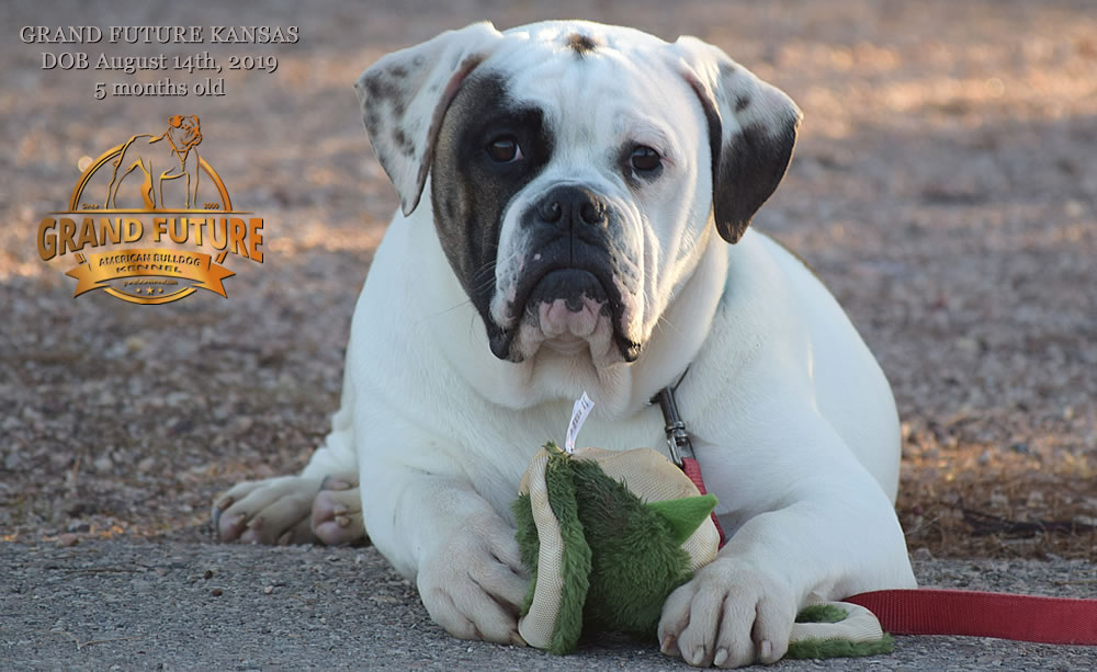 American Bulldog Stud - GRAND FUTURE KANSAS