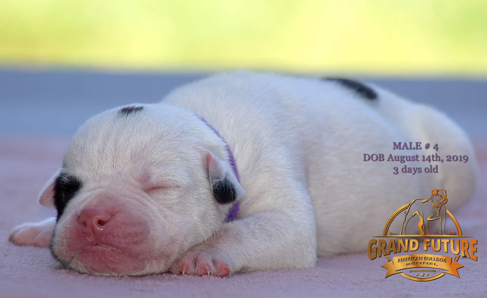 American Bulldog Stud - GRAND FUTURE KANSAS