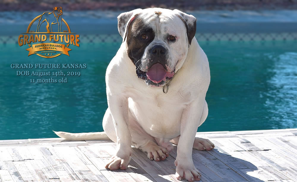 American Bulldog Stud - GRAND FUTURE KANSAS