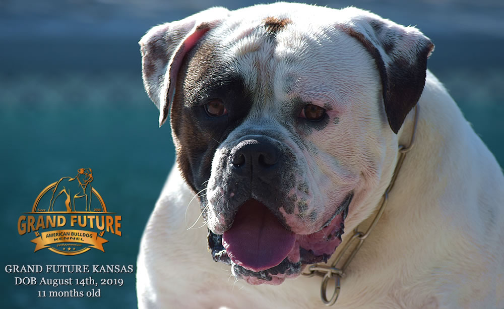 American Bulldog Stud - GRAND FUTURE KANSAS