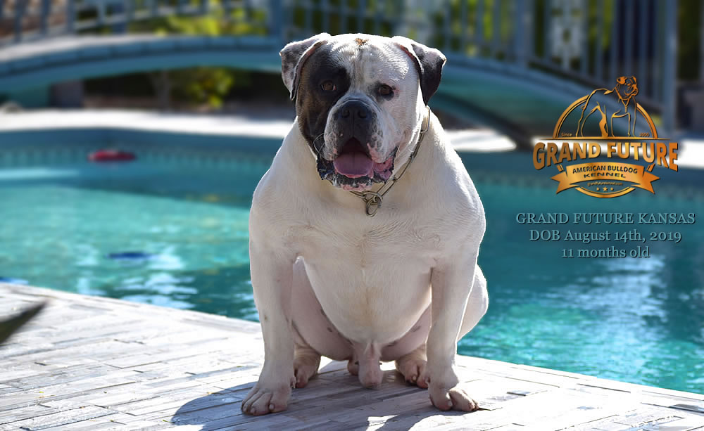 American Bulldog Stud - GRAND FUTURE KANSAS