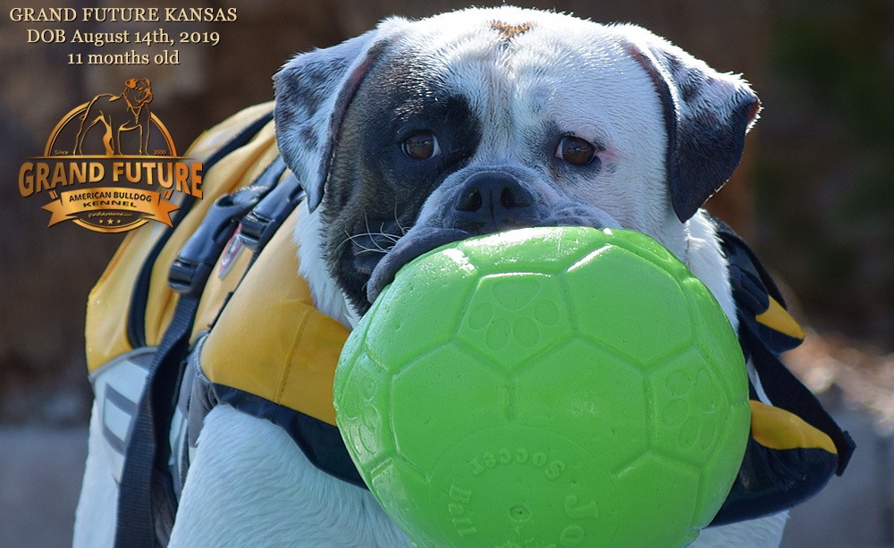 American Bulldog Stud - GRAND FUTURE KANSAS