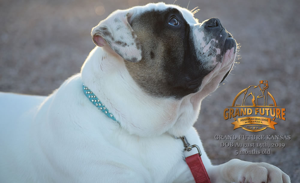 American Bulldog Stud - GRAND FUTURE KANSAS