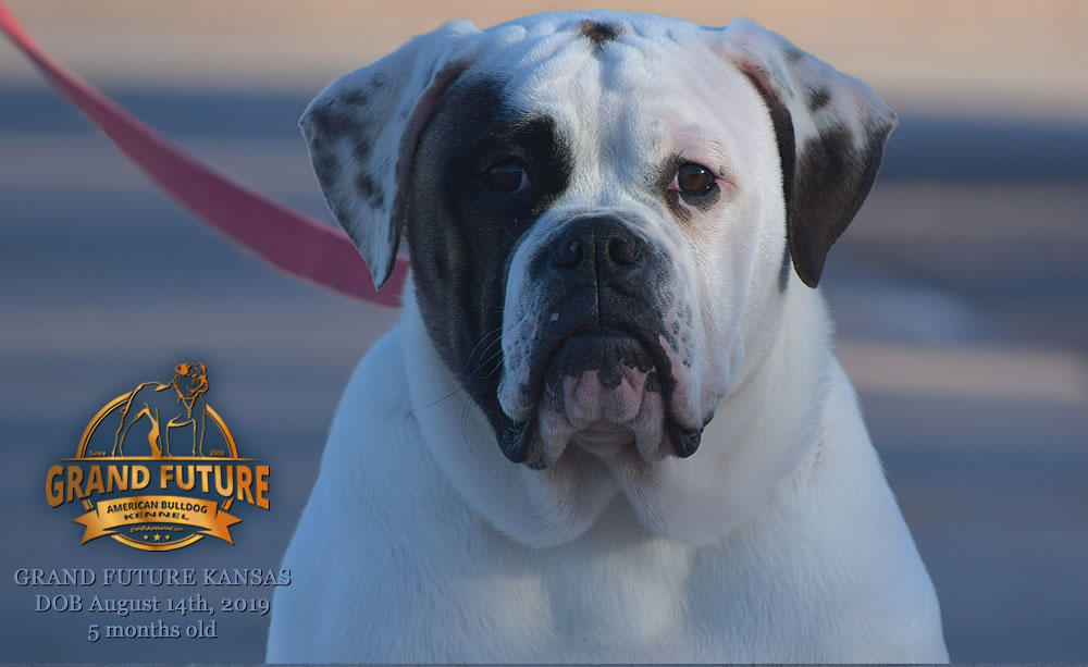 American Bulldog Stud - GRAND FUTURE KANSAS