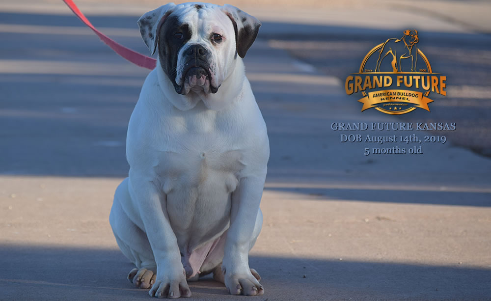 American Bulldog Stud - GRAND FUTURE KANSAS