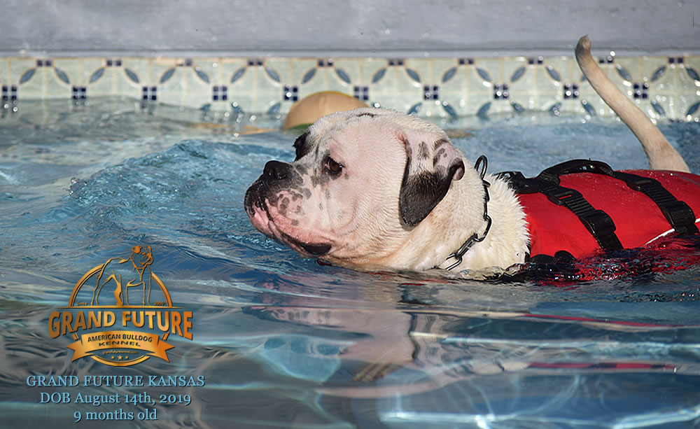 American Bulldog Stud - GRAND FUTURE KANSAS