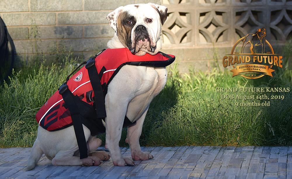 American Bulldog Stud - GRAND FUTURE KANSAS