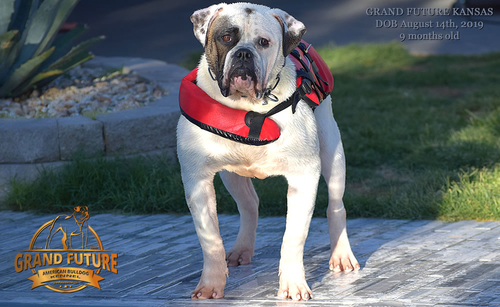 American Bulldog Stud - GRAND FUTURE KANSAS