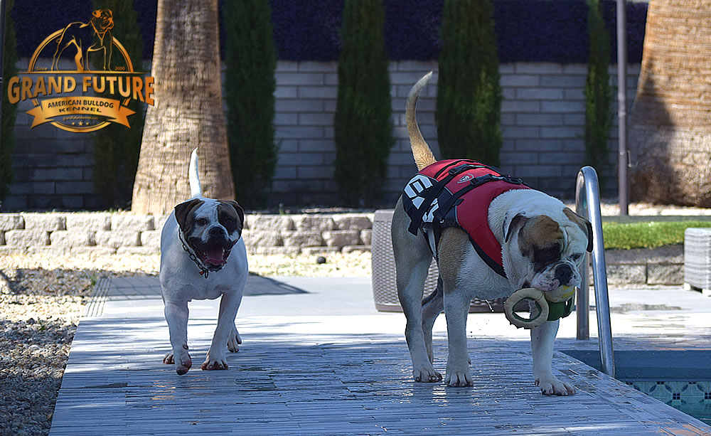 American Bulldog - GRAND FUTURE KISS