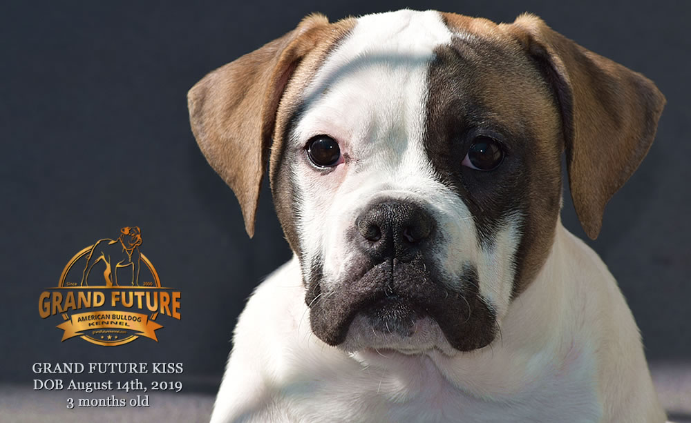 American Bulldog - GRAND FUTURE KISS