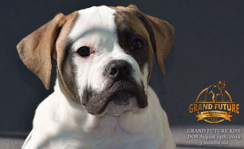 American Bulldog - GRAND FUTURE KISS