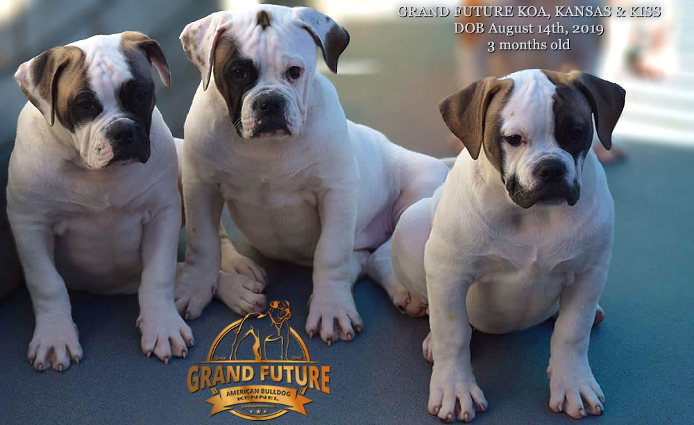 American Bulldog - GRAND FUTURE KISS