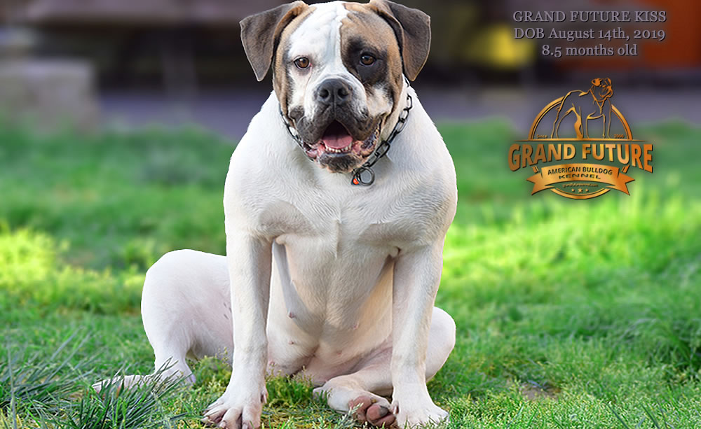 American Bulldog - GRAND FUTURE KISS