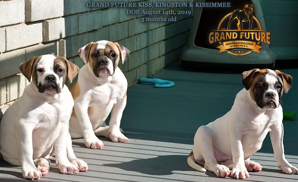 American Bulldog - GRAND FUTURE KISS