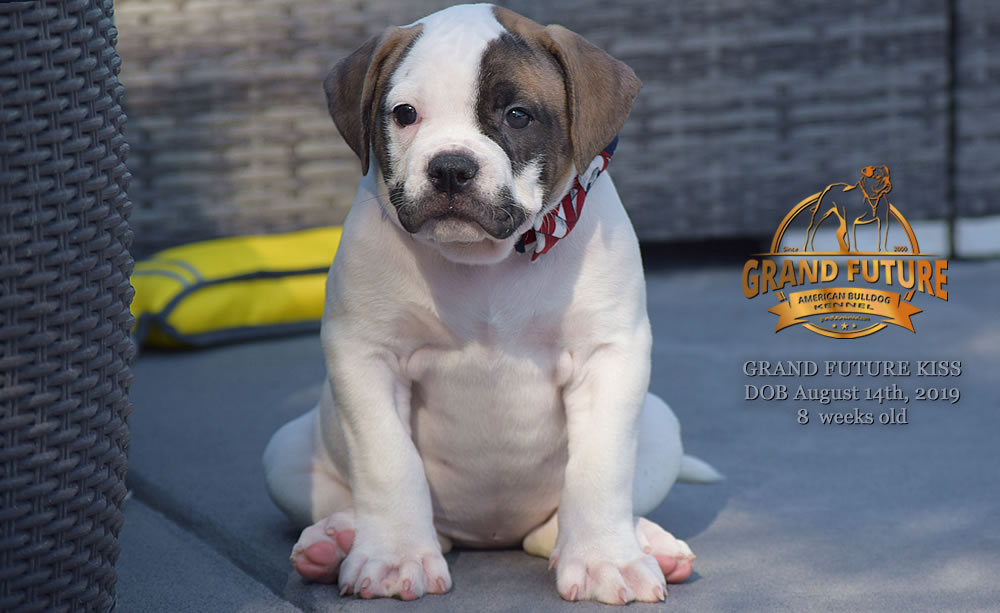 American Bulldog - GRAND FUTURE KISS