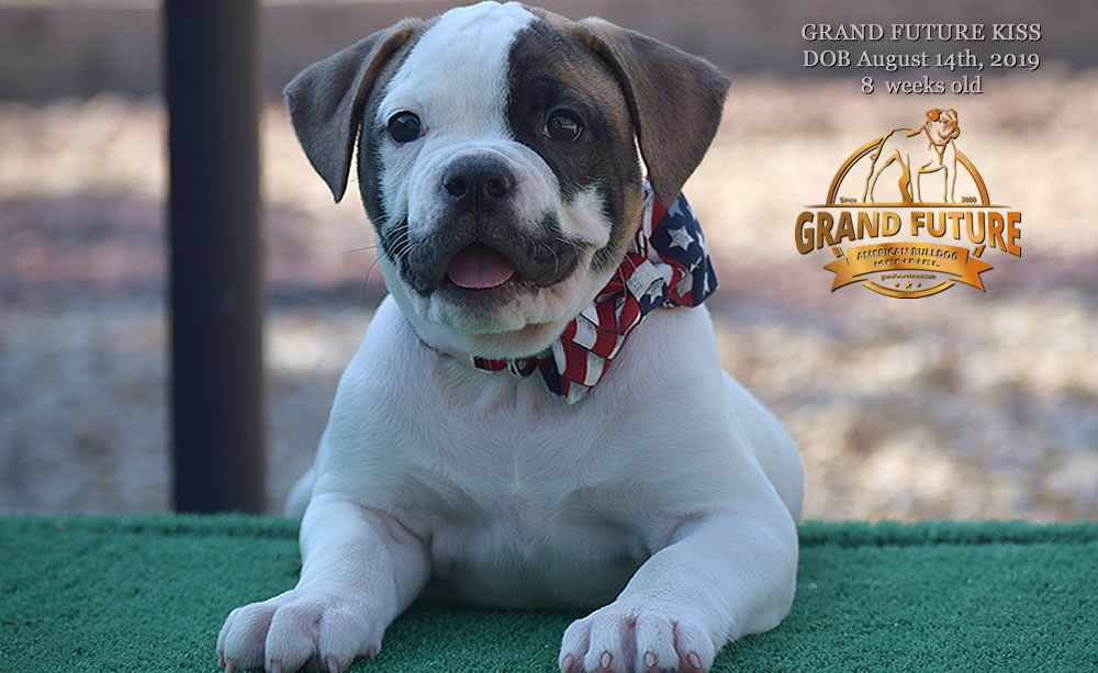 American Bulldog - GRAND FUTURE KISS