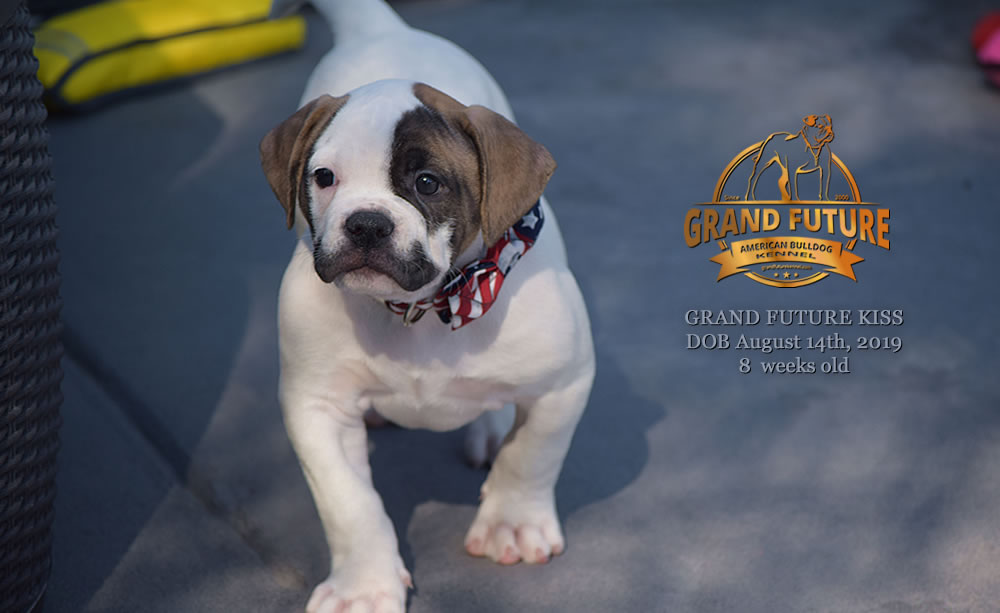 American Bulldog - GRAND FUTURE KISS