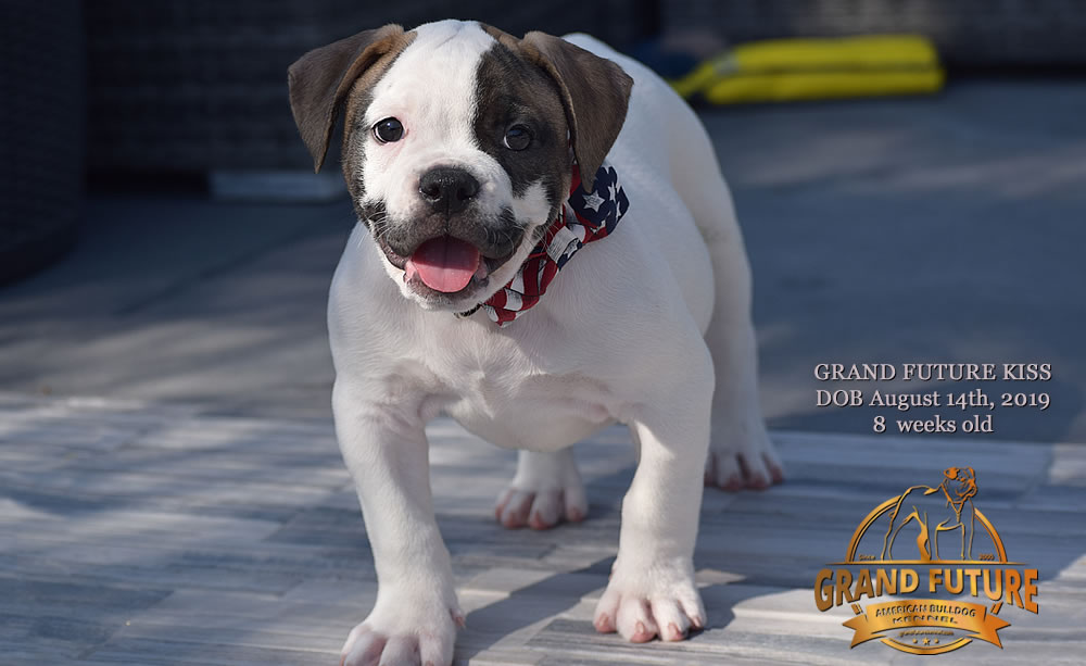 American Bulldog - GRAND FUTURE KISS