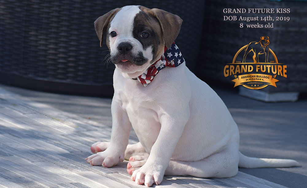 American Bulldog - GRAND FUTURE KISS