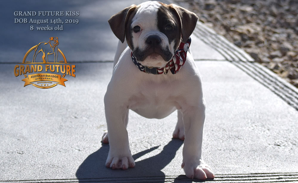 American Bulldog - GRAND FUTURE KISS