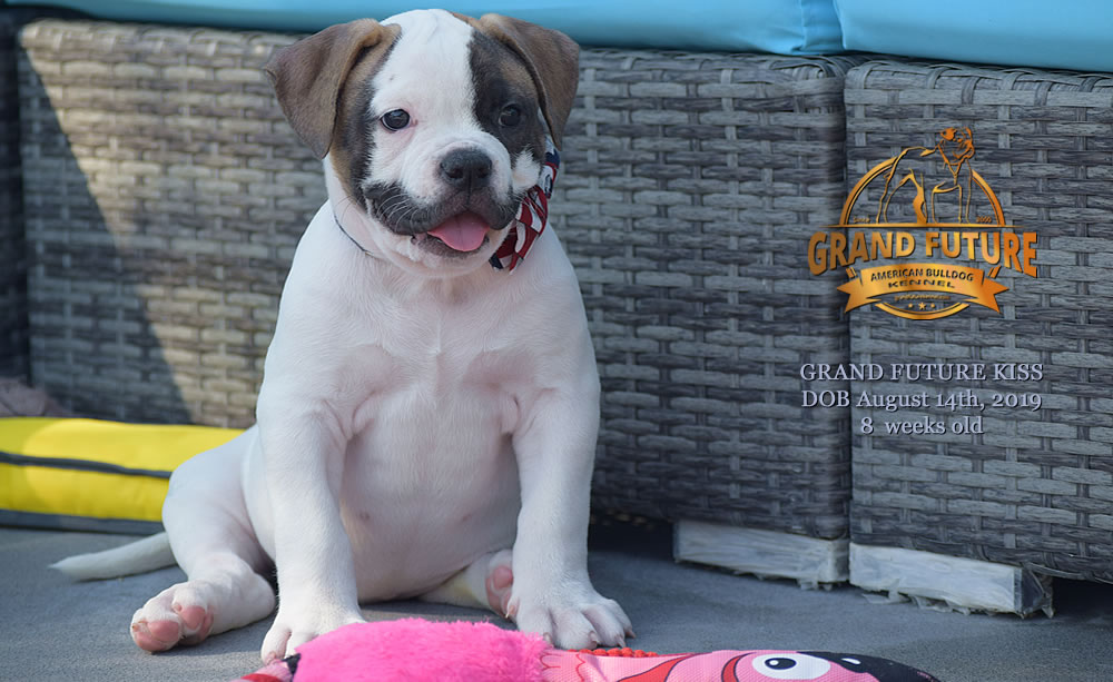 American Bulldog - GRAND FUTURE KISS