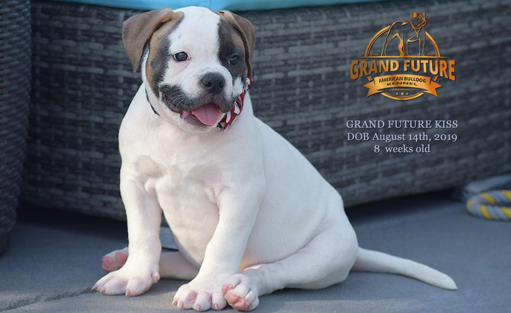 American Bulldog - GRAND FUTURE KISS