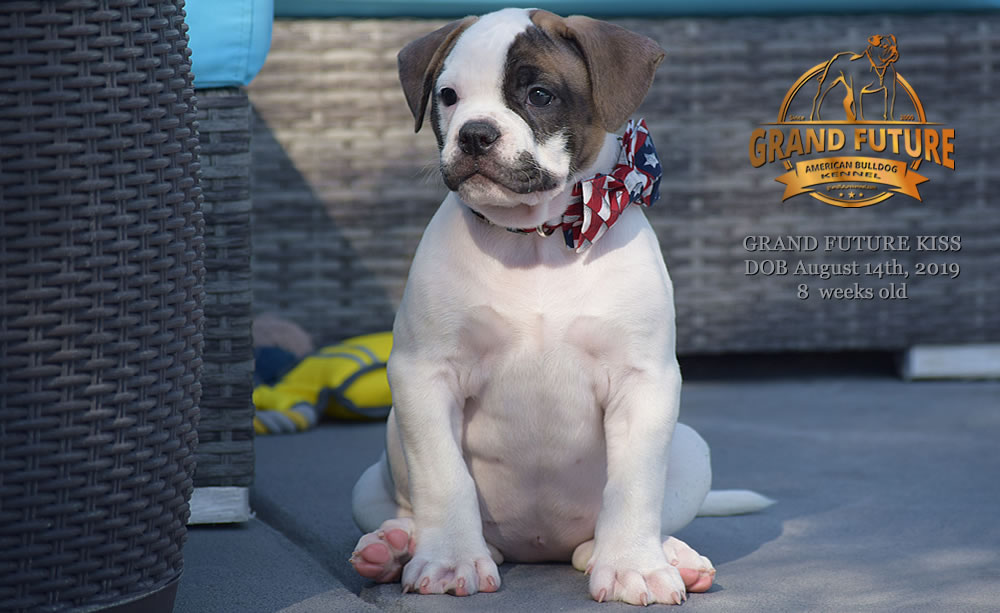 American Bulldog - GRAND FUTURE KISS