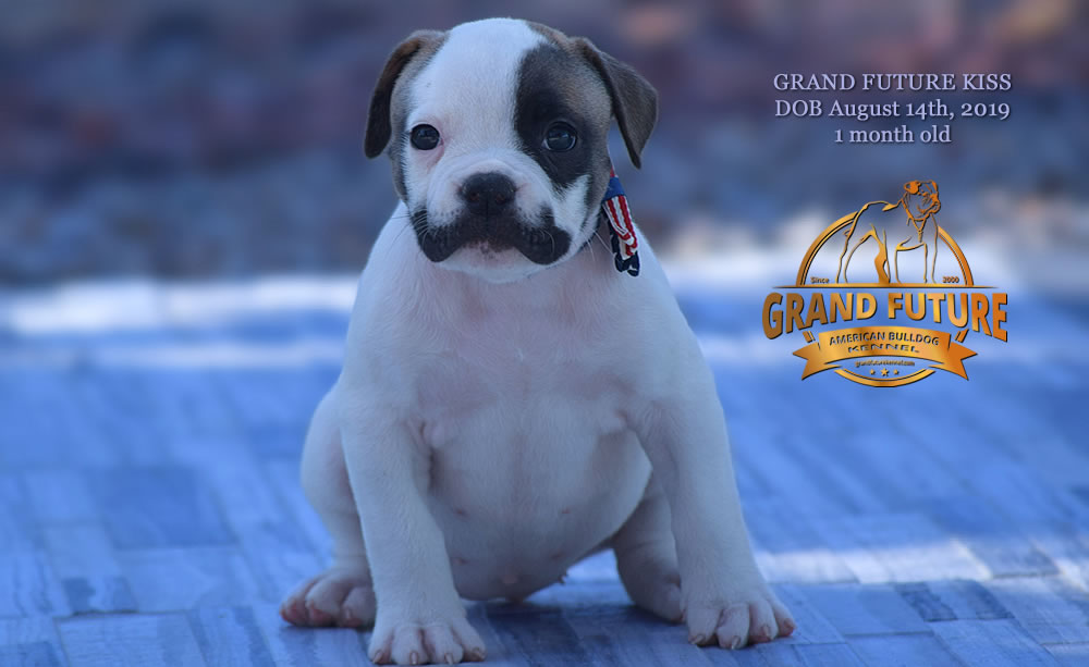 American Bulldog - GRAND FUTURE KISS