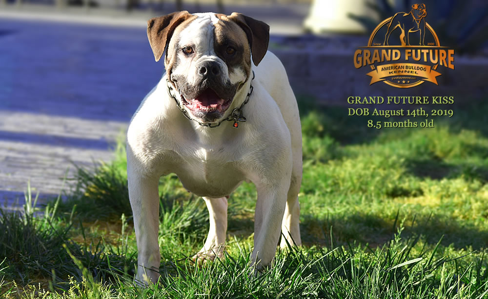 American Bulldog - GRAND FUTURE KISS