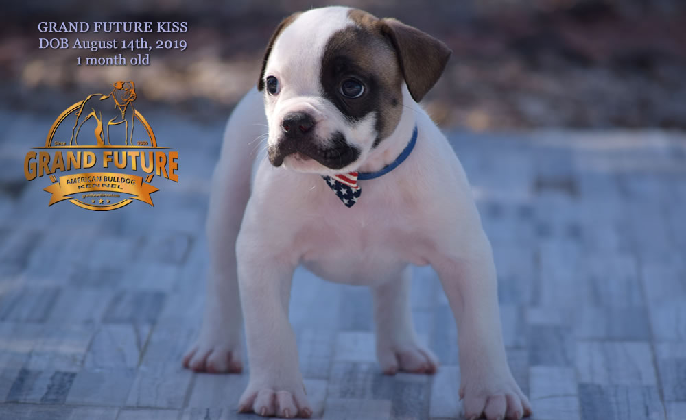 American Bulldog - GRAND FUTURE KISS