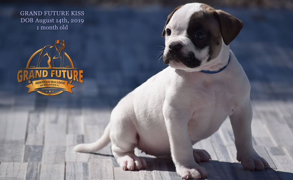 American Bulldog - GRAND FUTURE KISS