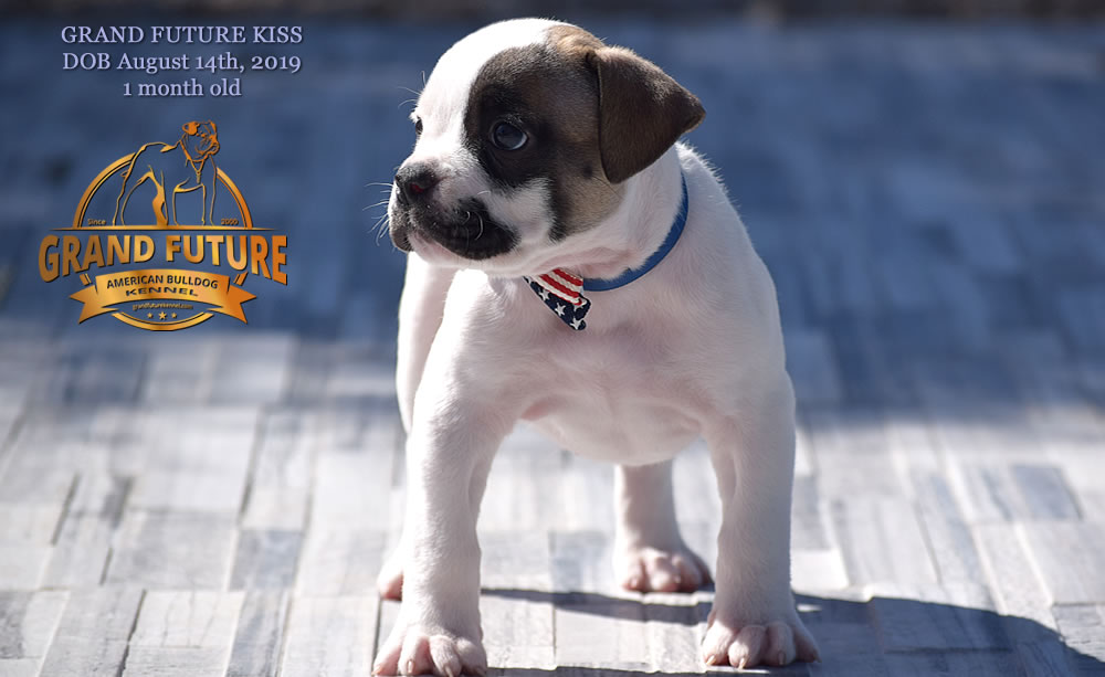 American Bulldog - GRAND FUTURE KISS