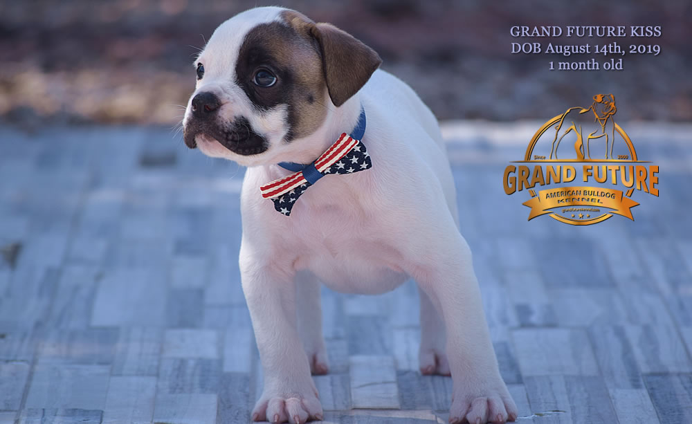 American Bulldog - GRAND FUTURE KISS