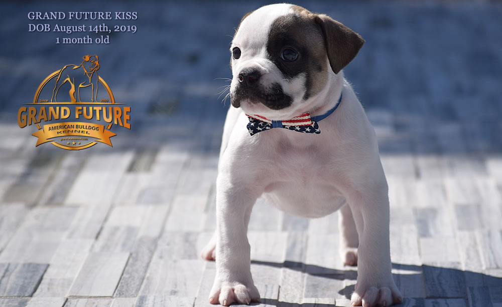 American Bulldog - GRAND FUTURE KISS