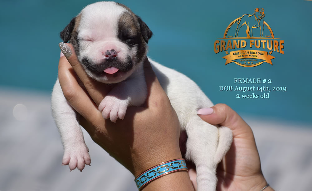 American Bulldog - GRAND FUTURE KISS