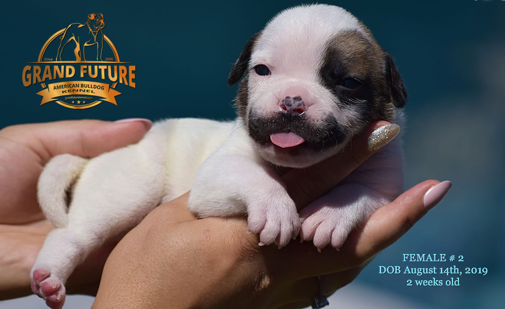 American Bulldog - GRAND FUTURE KISS