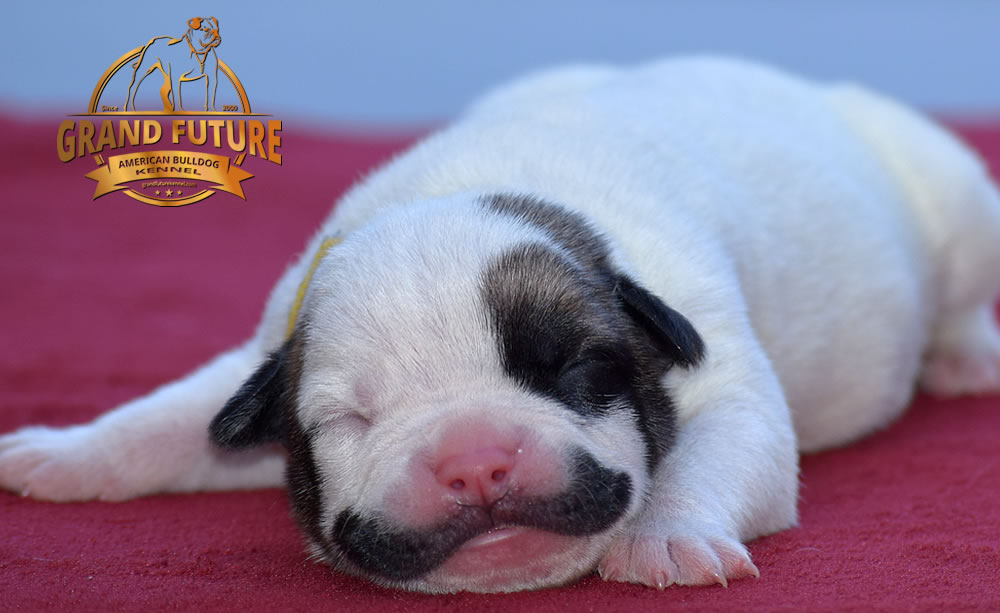 American Bulldog - GRAND FUTURE KISS