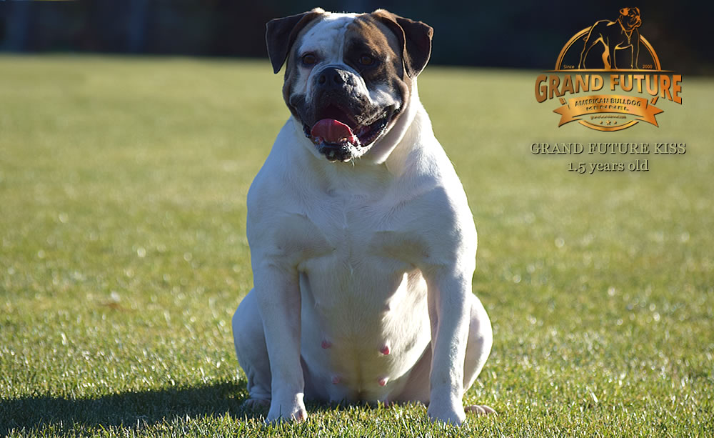 American Bulldog - Grand Future Kiss - 1.5 years old