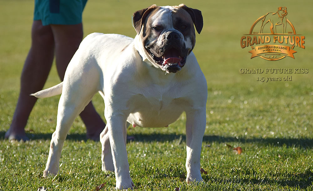 American Bulldog - Grand Future Kiss - 1.5 years old