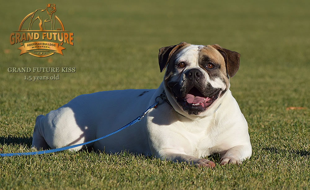 American Bulldog - Grand Future Kiss - 1.5 years old